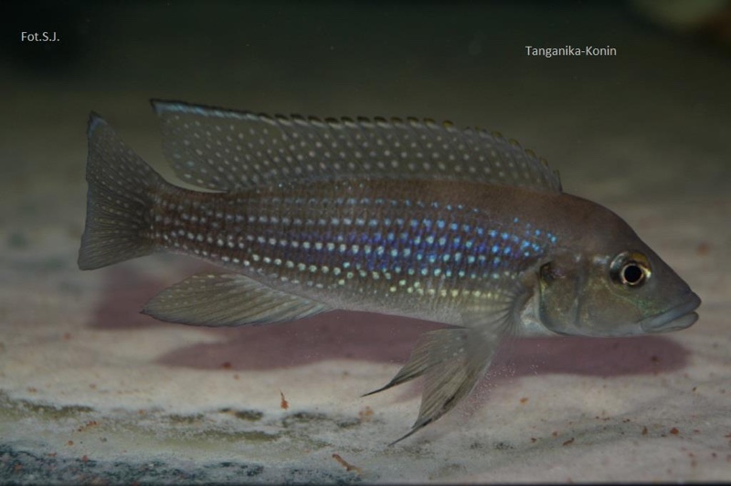 Neolamprologus tetracanthus